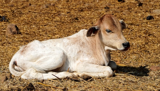 Hope for Radha