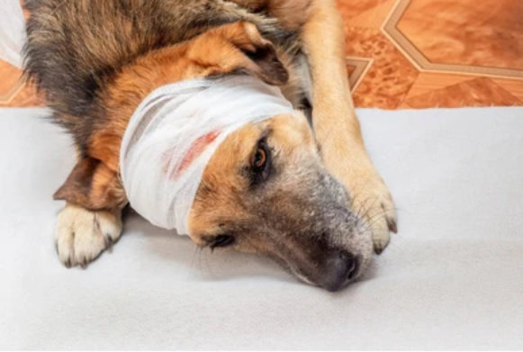 Healing Wounds, Restoring Lives