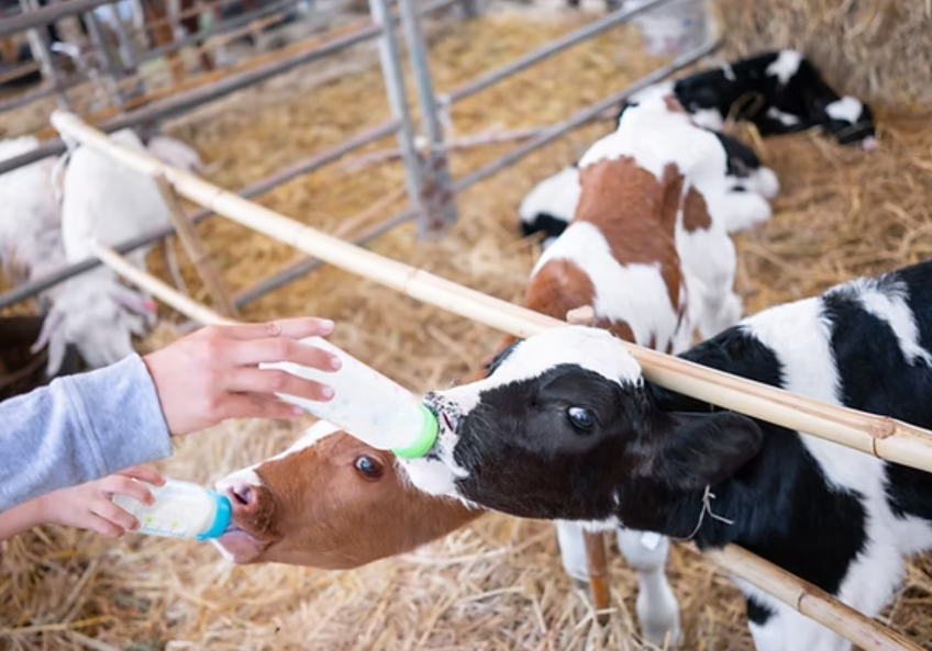 Milk for the Calves