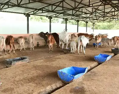A Roof Over Their Heads